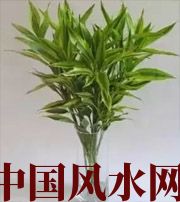 北海十二生肖养什么植物最旺财运？你知道吗！